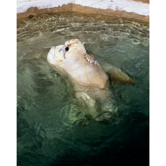 Huggin' - Bear Wall Decor print shows two polar bears embracing in water, ideal for cozy country bathroom wall art or rustic-themed decor.