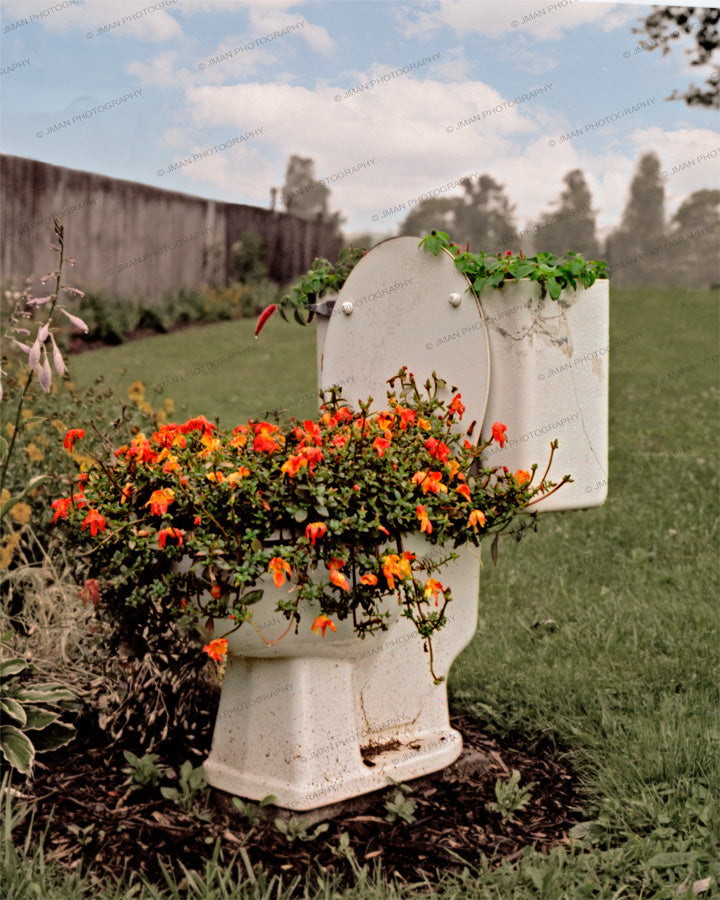 Commode with Flowers Photo - Bathroom Art | Unique Style featuring a vintage toilet repurposed as a flower planter in a grassy yard, photographed in Buffalo, NY.