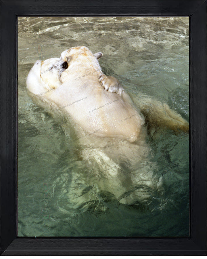 Framed Huggin' - Bear Hug Art featuring polar bears hugging in water, perfect for enhancing bathroom decor with a heartwarming wildlife scene.