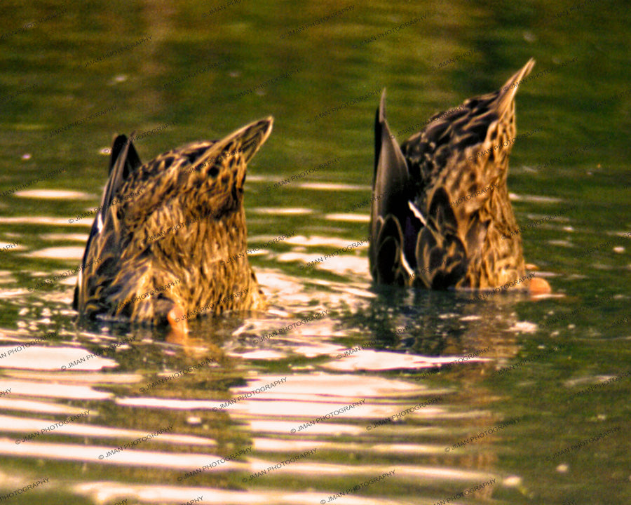 Duck Butts photo wall art photography