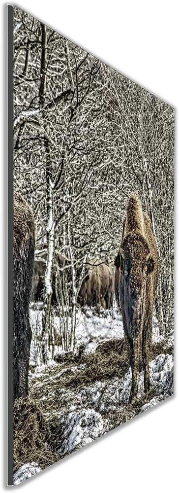 Buffalo Bison in winter WNY jmanphoto