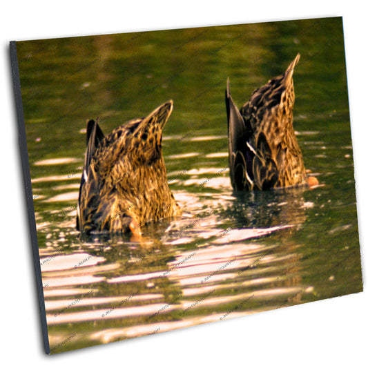 Fun Duck Butt Wall Art print with two ducks tail-up in a pond, ideal for adding humor to latrine or rustic bathroom spaces.
