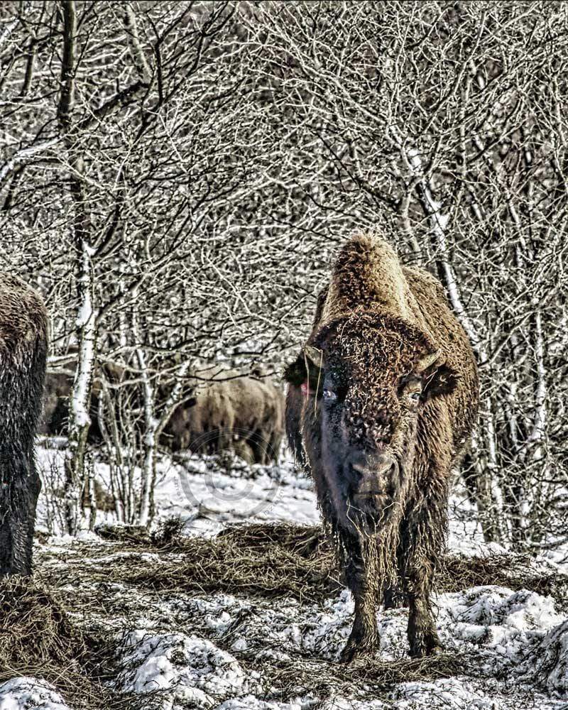 Buffalo Bison in winter WNY jmanphoto